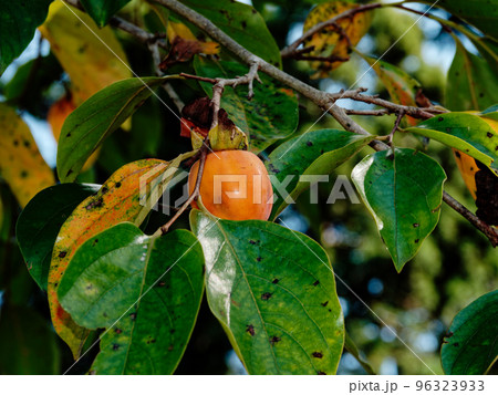 熟した柿の実　 96323933