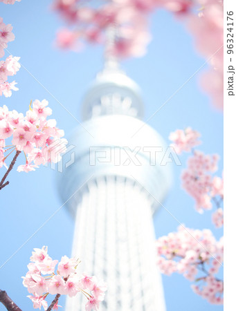 東京スカイツリーと河津桜 東京スカイツリーと河津桜 96324176