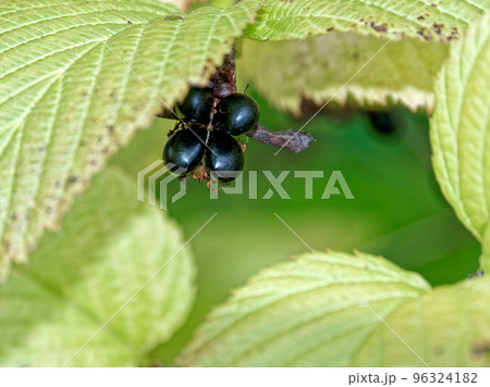 シロヤマブキの種子 シロヤマブキの種子 96324182