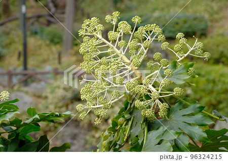 ヤツデの花 96324215