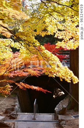 紅葉に包まれた参道から俯瞰する龍洞院架道橋のトンネル 紅葉に包まれた参道から俯瞰する龍洞院架道橋のトンネル 96324459