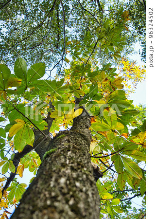 紅葉ーカルチャーパーク 紅葉ーカルチャーパーク 96324502