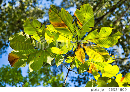 紅葉ーカルチャーパーク 96324609
