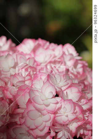 恋物語・アジサイの花 96324699