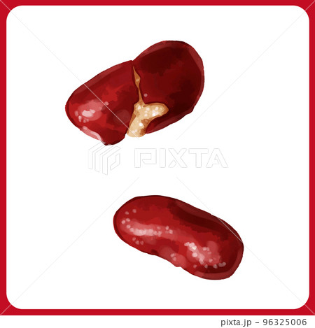 手描き水彩のレッドギドニーイラスト 96325006