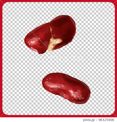 手描き水彩のレッドギドニーイラスト 96325006