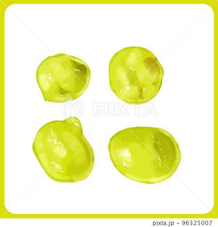 手描き水彩の青えんどうイラスト 96325007