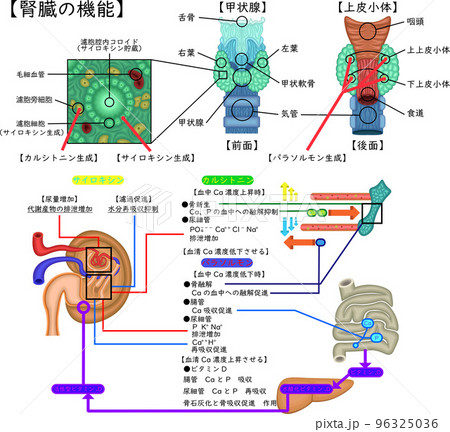 甲状腺の構造と機能 日本語 甲状腺の構造と機能 日本語 96325036