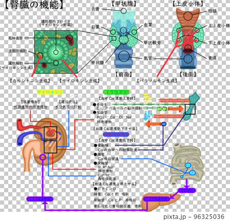 甲状腺の構造と機能 日本語 甲状腺の構造と機能 日本語 96325036