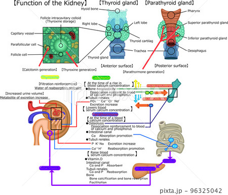 甲状腺の構造と機能   英語 96325042