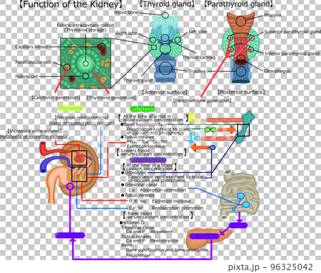 甲状腺の構造と機能   英語 96325042