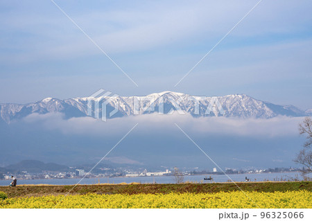 滋賀守山の菜の花畑 滋賀守山の菜の花畑 96325066