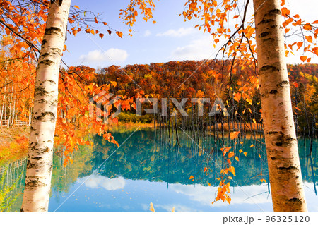 紅葉に染まる晩秋の白金青い池 紅葉に染まる晩秋の白金青い池 96325120