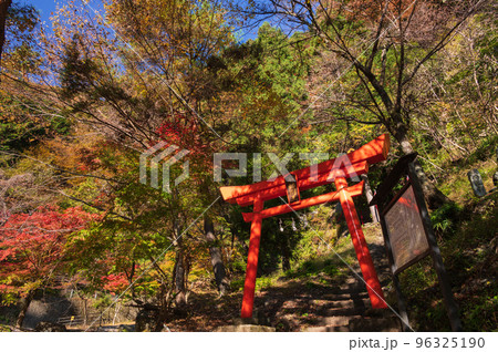 雨畑の不動明王　紅葉の森に佇む鳥居 96325190