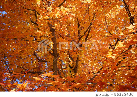 鹿ノ台中央公園のタイワンフウの紅葉 96325436