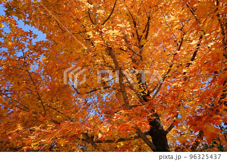 鹿ノ台中央公園のタイワンフウの紅葉 鹿ノ台中央公園のタイワンフウの紅葉 96325437