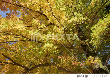 鹿ノ台中央公園のタイワンフウの紅葉 96325456
