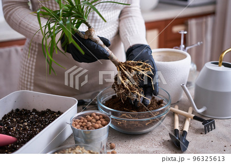 Woman replanting Dracaena house plant at home 96325613