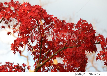 見頃を迎えたイロハモミジ Iroha Momiji 96325769