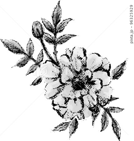 手描きのマリーゴールドの花のイラスト素材 96325929