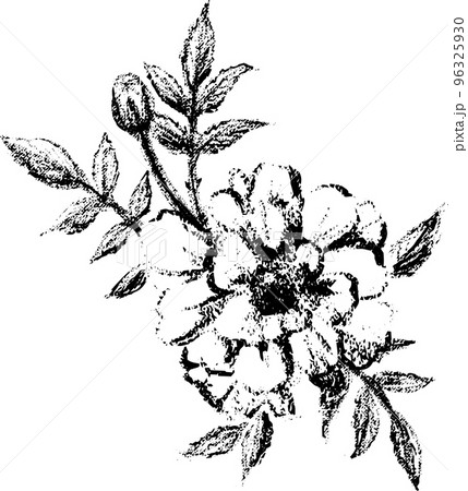 版画風のマリーゴールドの花のイラスト 96325930