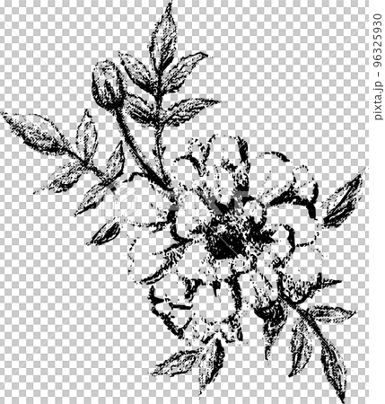 版画風のマリーゴールドの花のイラスト 96325930