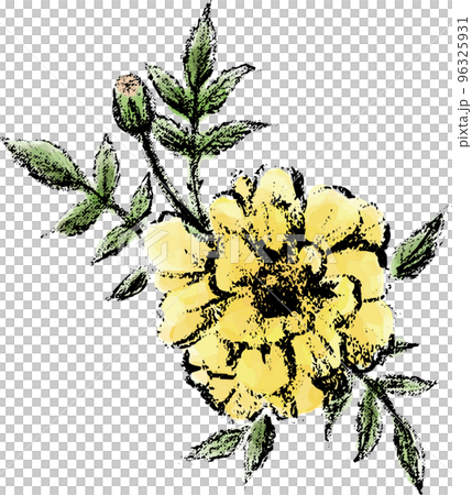 具有印刷觸感的萬壽菊花卉插畫素材 96325931