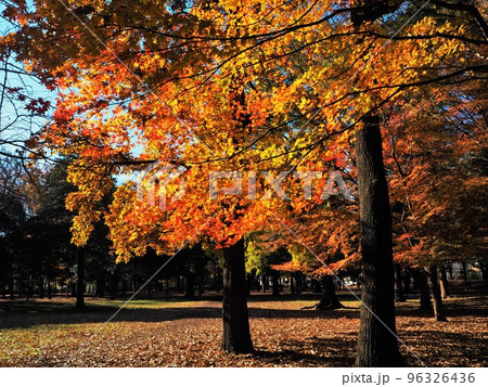 日本の紅葉の風景 96326436