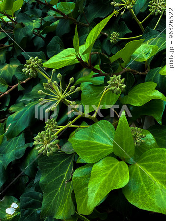 Pohon Kina Cinchona Quina Tree selective focus Pohon Kina Cinchona Quina Tree selective focus 96326522