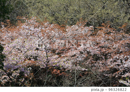 西山公園の桜を見に行きました　＃116 96326822