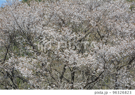 西山公園の桜を見に行きました　＃117 96326823