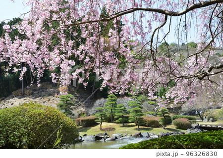 西山公園の桜を見に行きました　＃113 96326830