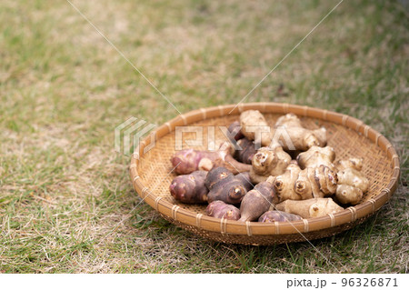 菊芋 菊芋 96326871