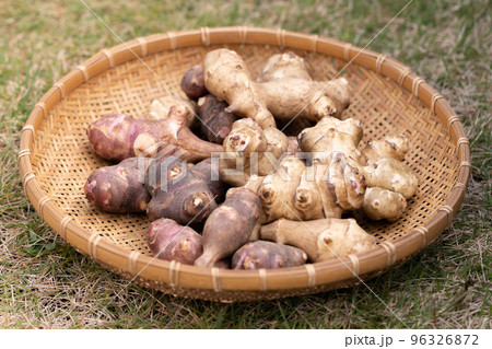 菊芋 菊芋 96326872