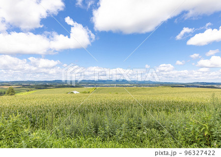 北海道　青空　トウモロコシ畑 96327422