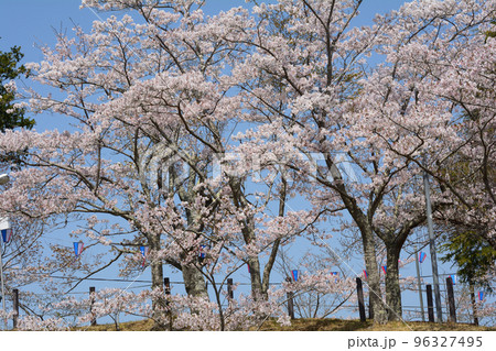 西山公園の桜を見に行きました　＃121 96327495