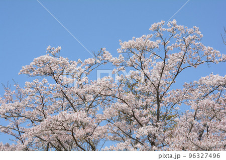 西山公園の桜を見に行きました　＃122 96327496