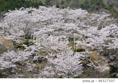 西山公園の桜を見に行きました　＃130 96327507