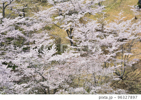 西山公園の桜を見に行きました #134 西山公園の桜を見に行きました #134 96327897