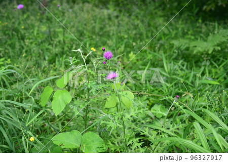 道端に咲くアザミの花 道端に咲くアザミの花 96327917