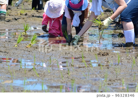 田植え風景 田植え風景 96328346