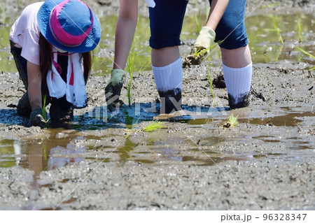 田植え風景 田植え風景 96328347