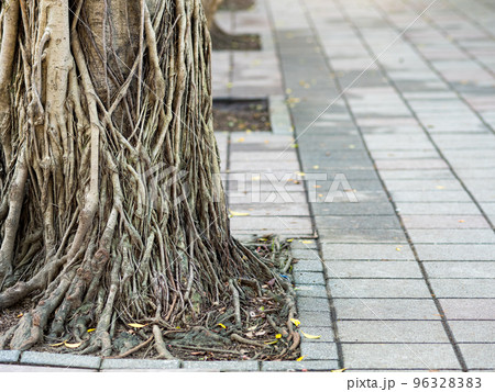 Closeup image of a trunk in square shaped tree bed. Soil in the hole is covered with pebbles and sidewalk is made of stone slate tiles. 96328383