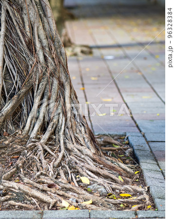 Closeup image of a trunk in square shaped tree bed. Soil in the hole is covered with pebbles and sidewalk is made of stone slate tiles. 96328384