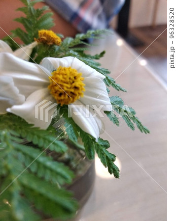 花 フラワー お花 96328520