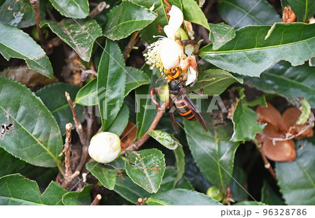 お茶畑の蜂 お茶畑の蜂 96328786