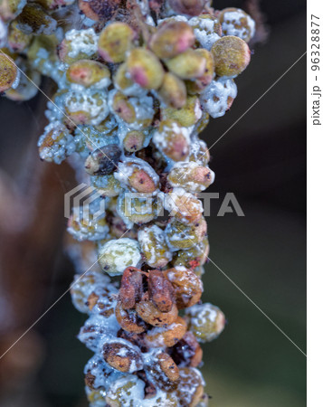 ウルシ科ヌルデの果実 ウルシ科ヌルデの果実 96328877