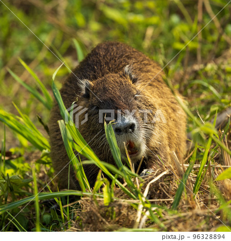 ヌートリア(広島市) 96328894