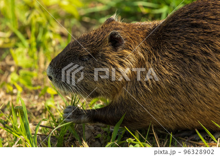 ヌートリア(広島市) 96328902