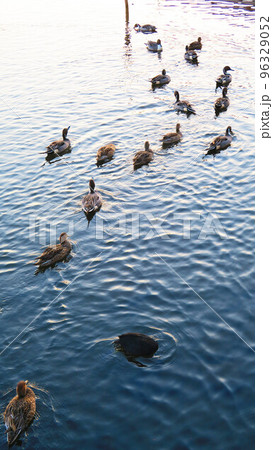 湖で泳ぐ鴨の風景（千葉県我孫子市の手賀沼） 96329052